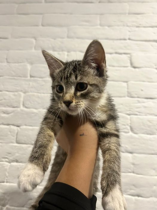 Отдам котенка в хорошие руки