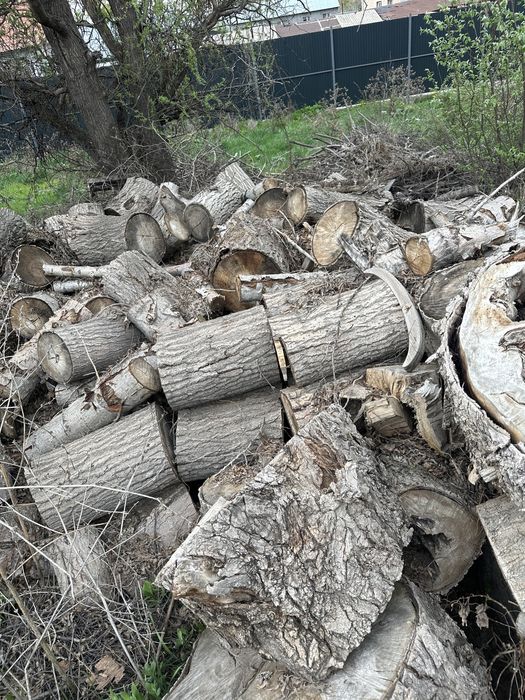 Дрова, пеньки тополя