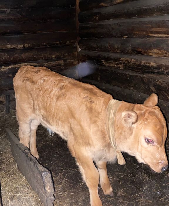 Продам корову с теленком