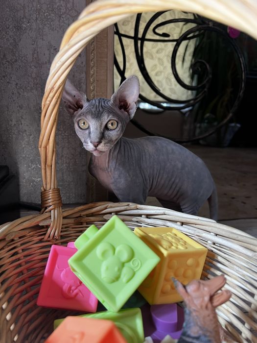 Котята канадский сфинкс
