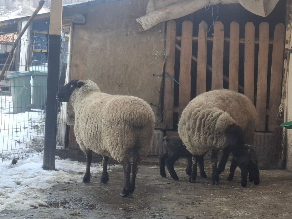 Oi si un berbec suffolc