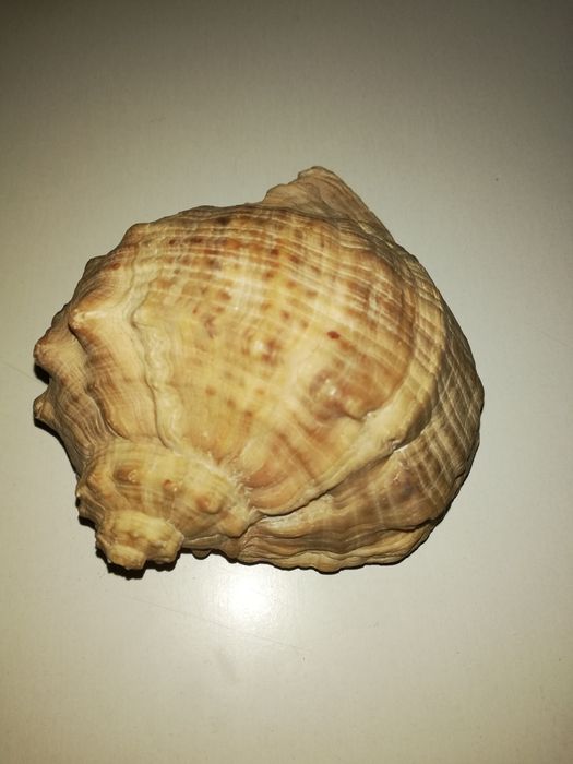 Продам ракушку натуральную