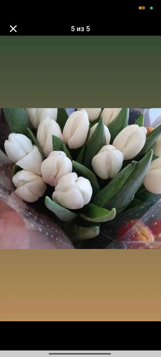 Заказы на цветы тюльпаны