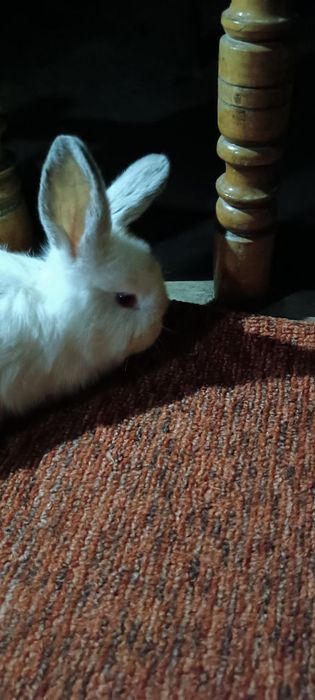 Куёнчалар сотилади