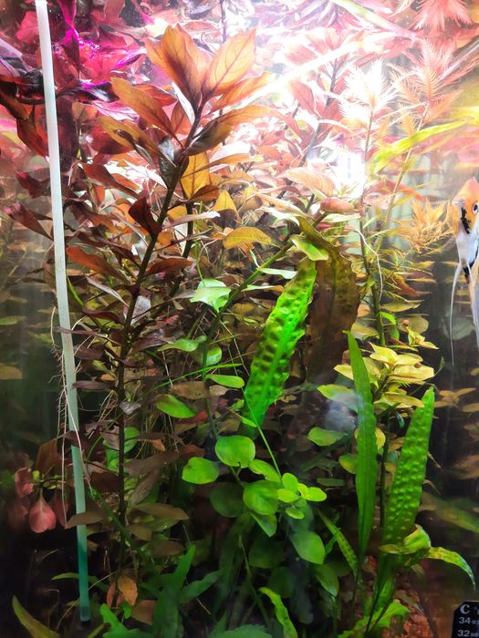 Аквариумные растения