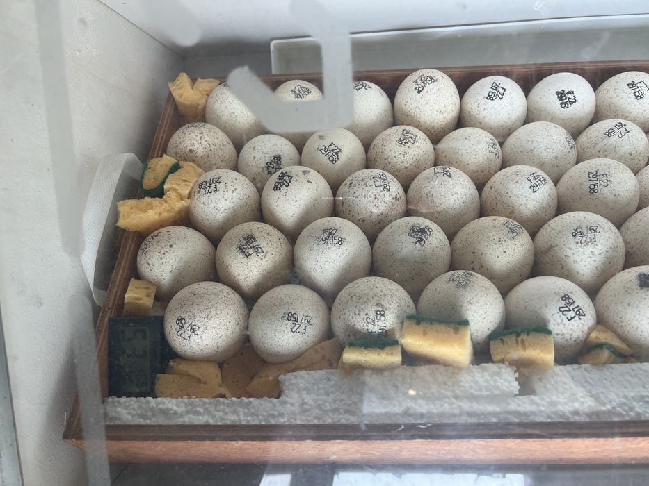 Индюшата Big6, Биг6, курка.Италия, Испания, Канада