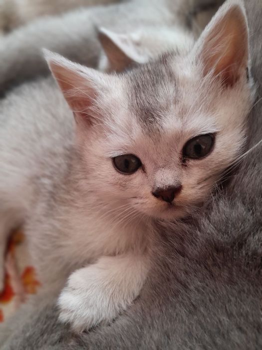 Aslzoda Britan (Britan Shorthair) mushukchasi