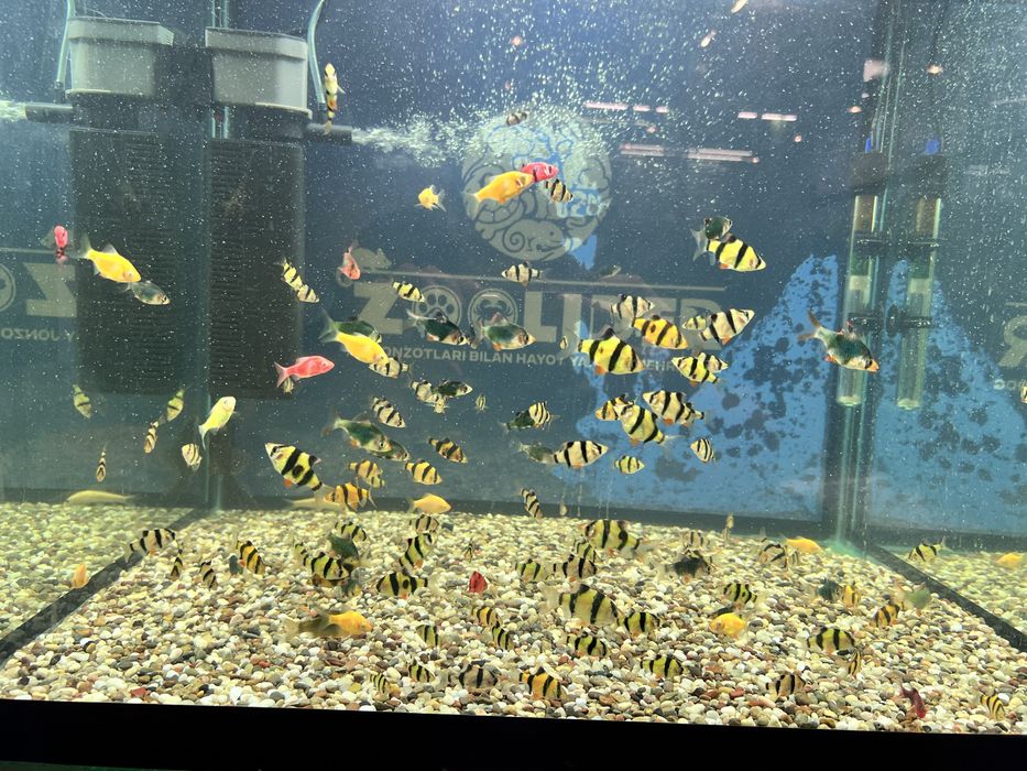Akvarium dekarativ baliqlar keng asartimentda sotiladi
