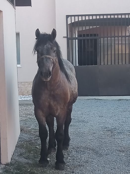 Vând mânz de 2 ani Feldru