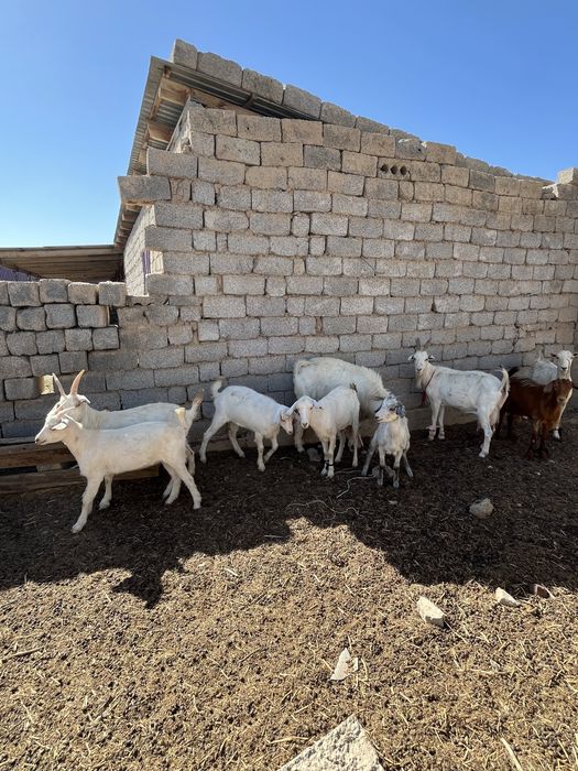 Олар есекке қатты кіреді