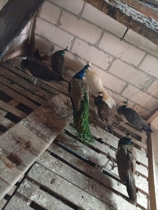 Vand sau schimb pauni