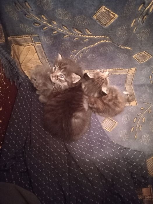 Ищем новых родителей.