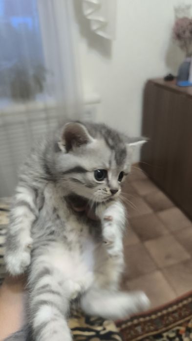 Британские котята