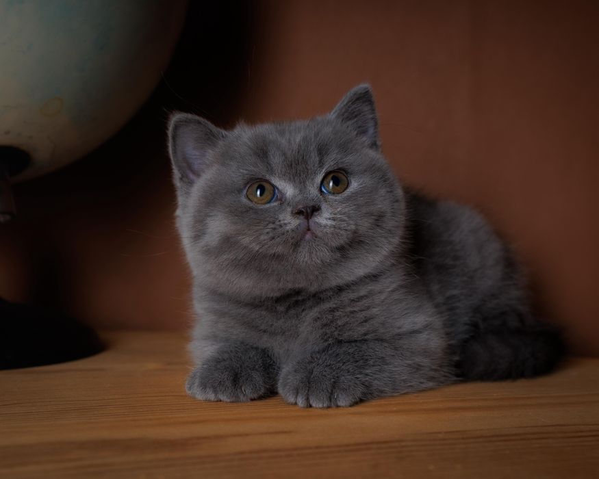 Британские плюшевые элитные котята