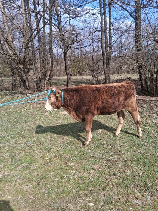 Două vițele de vânzare