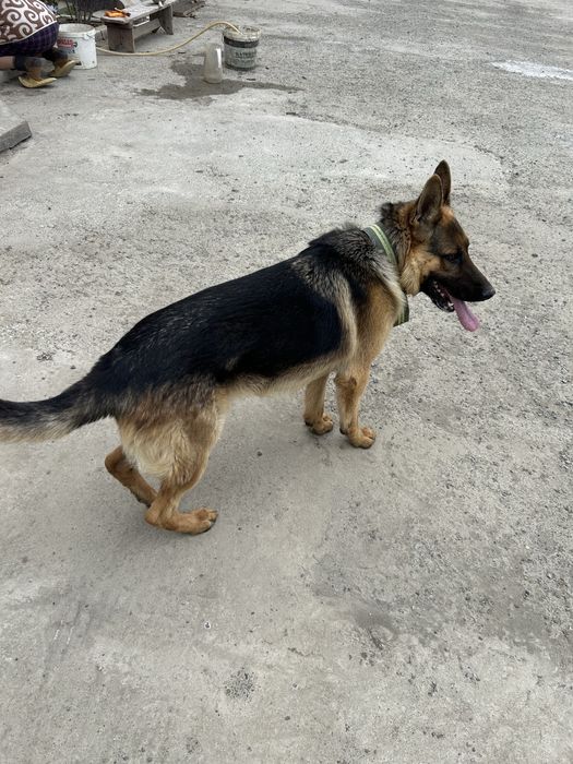 Немецкая овчарка