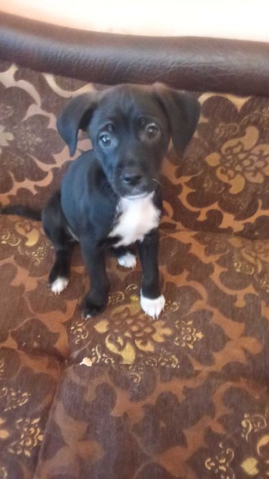 Подарявам кученца