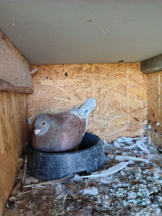 Porumbei standard românesc