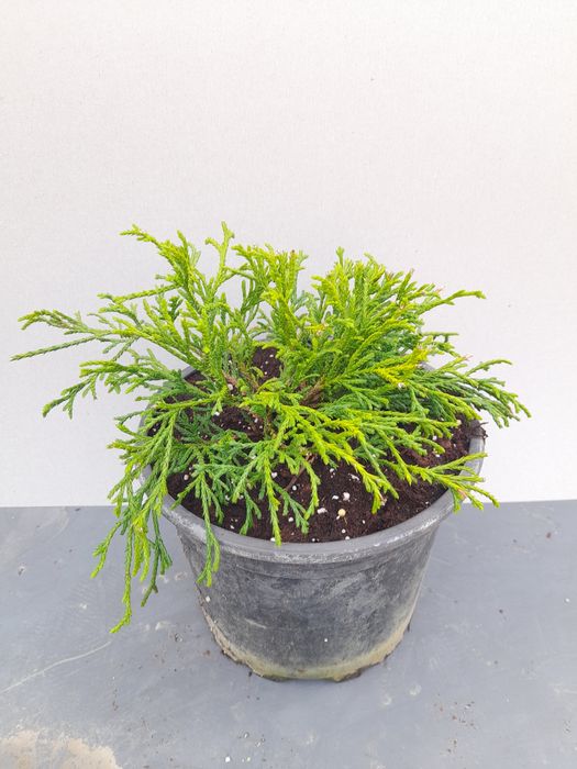 Лъжекипарис “Filifera Nana”