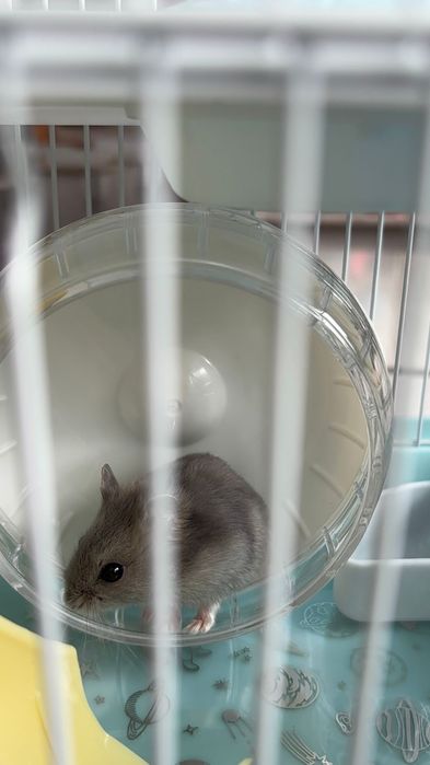 Продам хомячка с сеткой