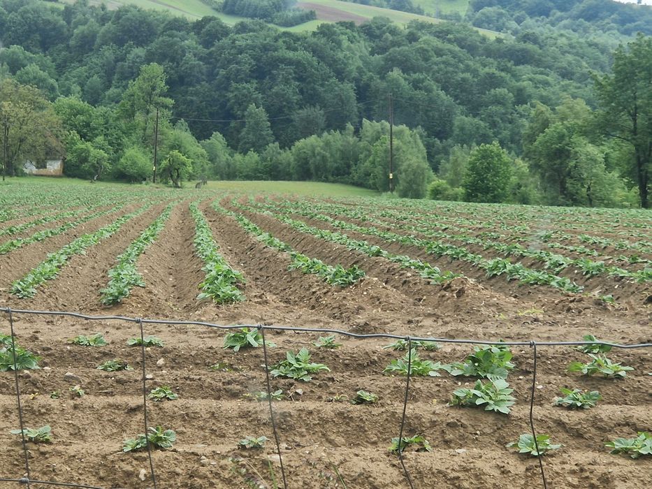 Cartofi de samanta Soraya, Marabel, Belarosa, Red Lady, Colomba, Jely