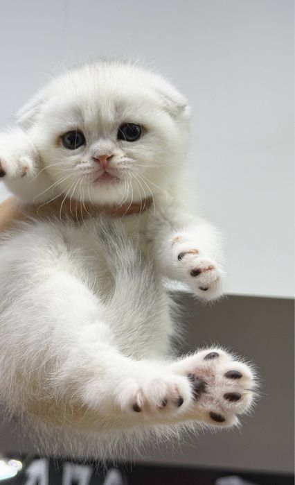 Shinshilla scottish har xilidan bor