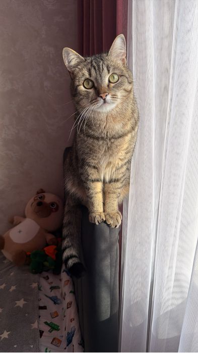 Отдам кота. Кастрирован