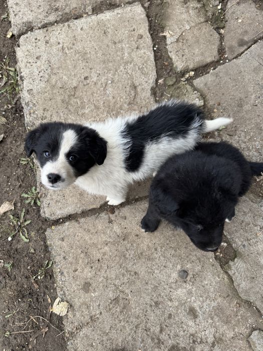 Щенки бесплатно