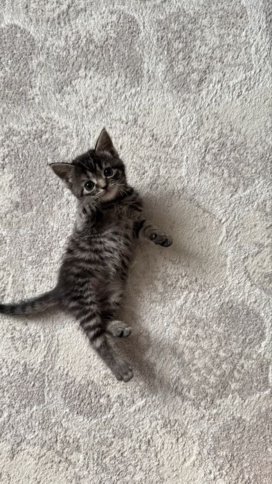 Котенок в добрые руки