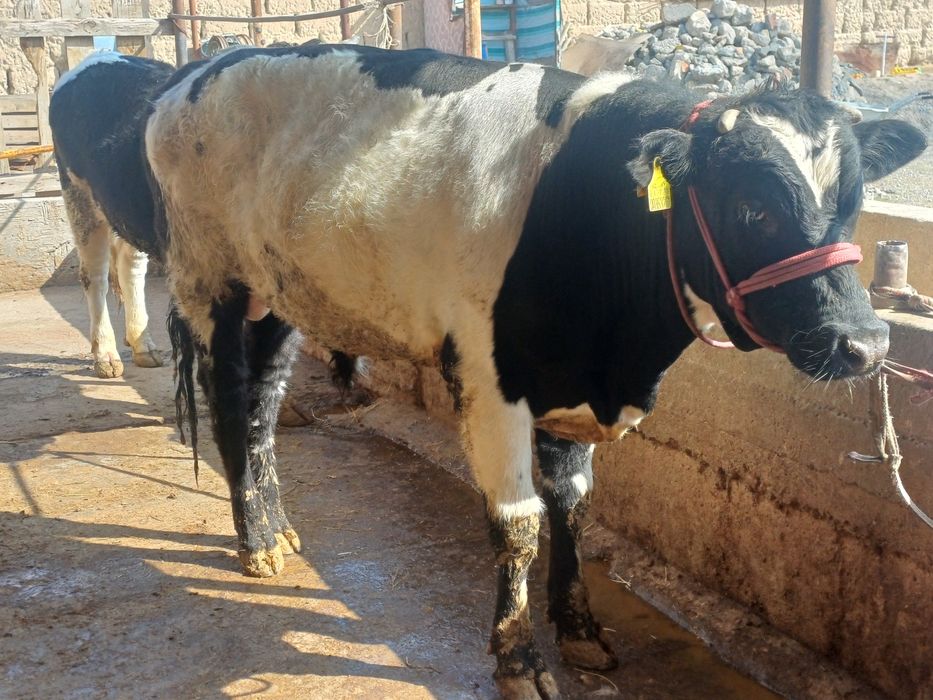 Екы бас бука сатылыды