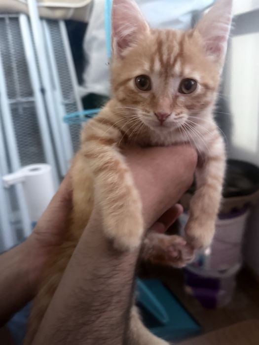 Отдам в хорошие руки котенка