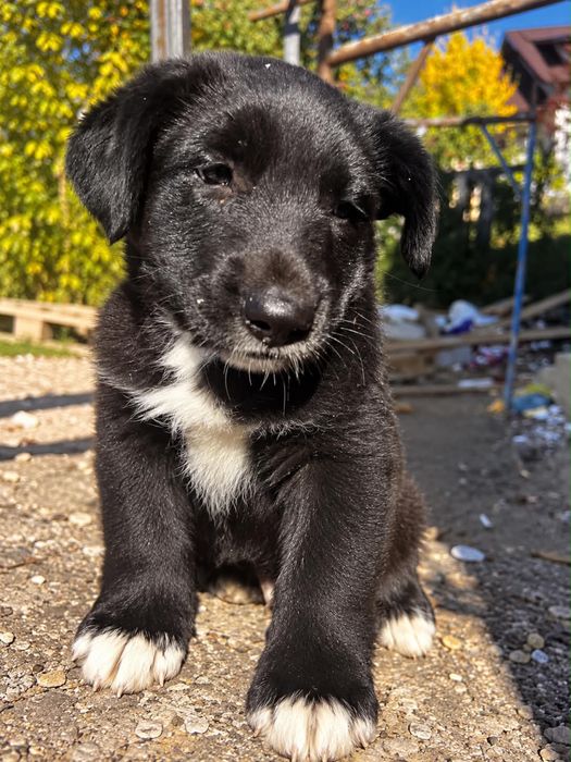 Adoptie  doi catei