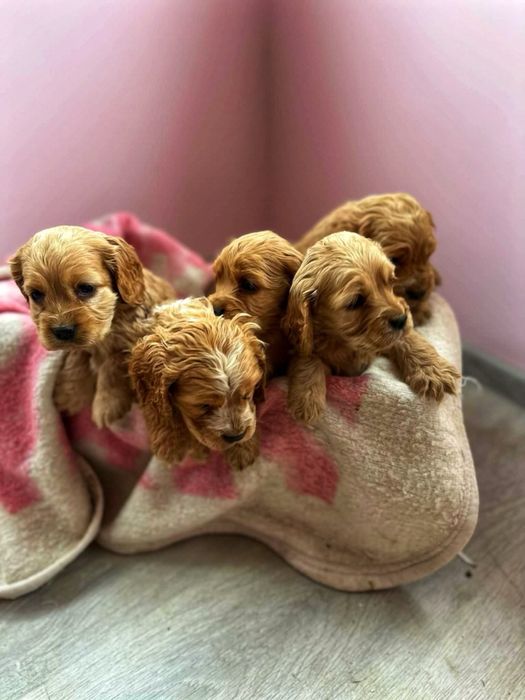 Кокершпаньолчета