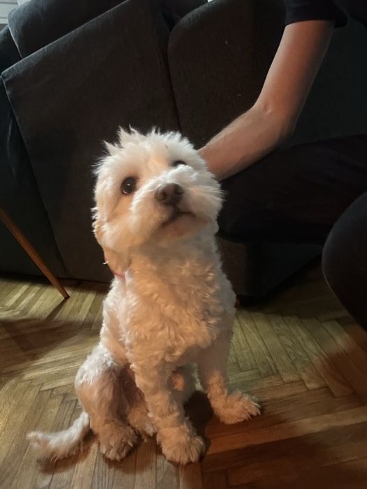 Bichon in varsta de 1 an