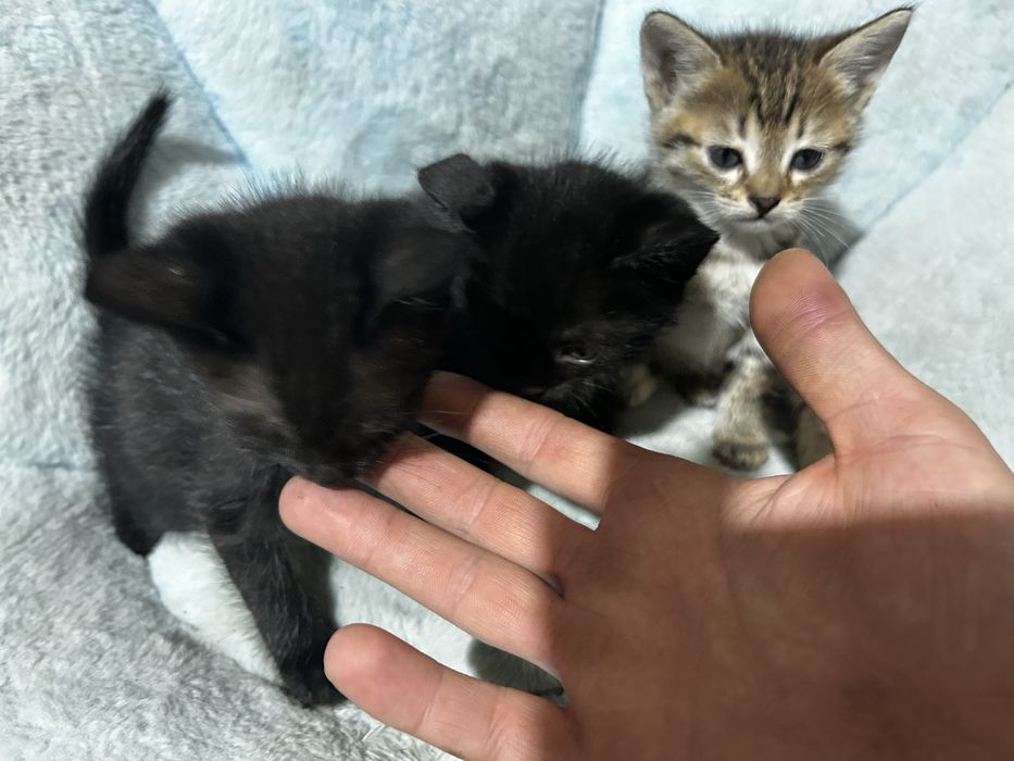 Отдам котят мышеловов