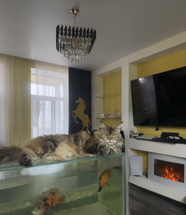 Отдам Мейн-куна в добрые руки