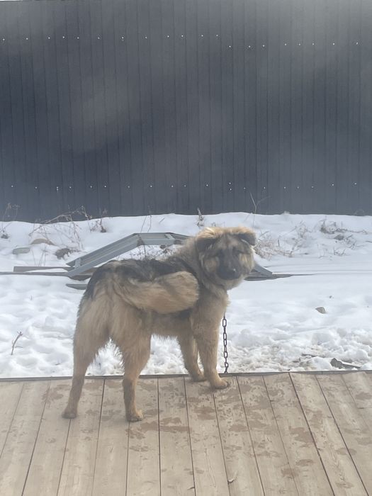 Отдам собаку в добрые руки