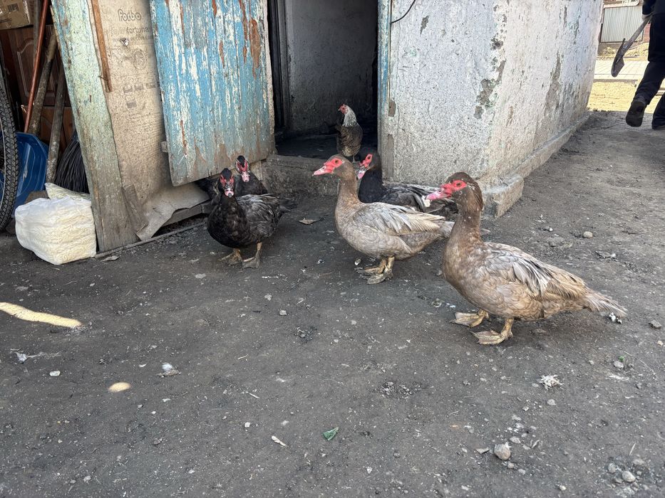 Продам индоуток