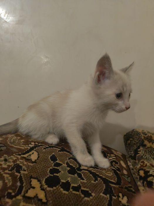 Моя красотулька. Котёнок
