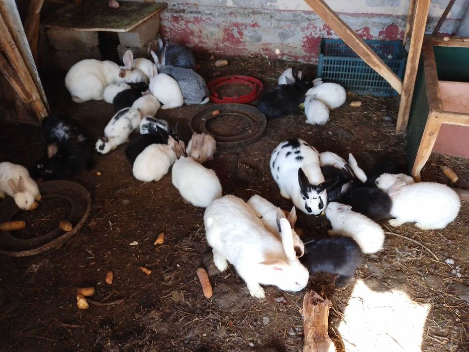 Қуёнлар сотилади. Манзил Ўртачирчиқ тумани Гулзор маҳалласи.