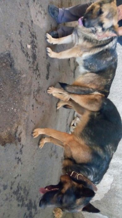 Немецкая овчарка, кобель