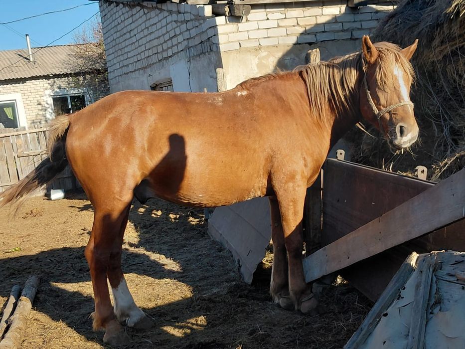 Жеребец         .