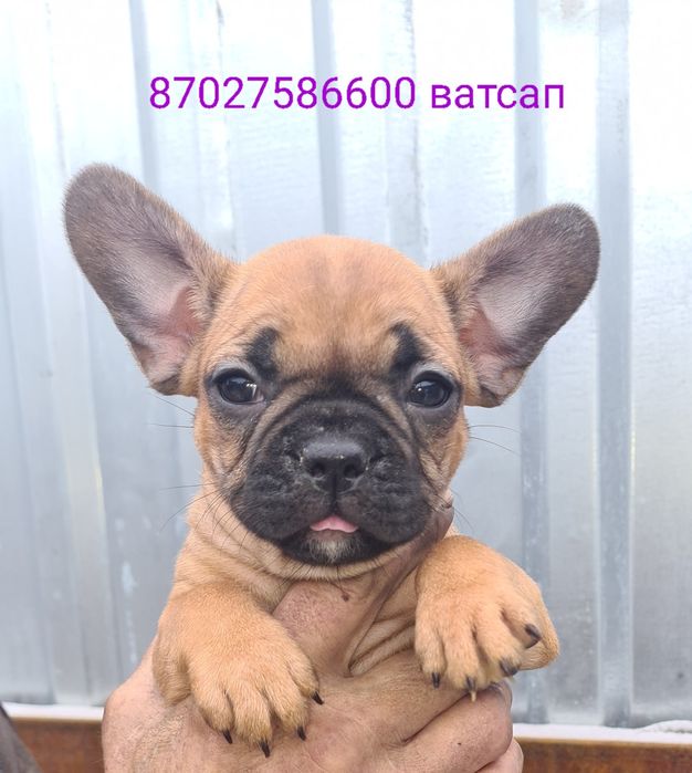 Продам щенков французского бульдога.