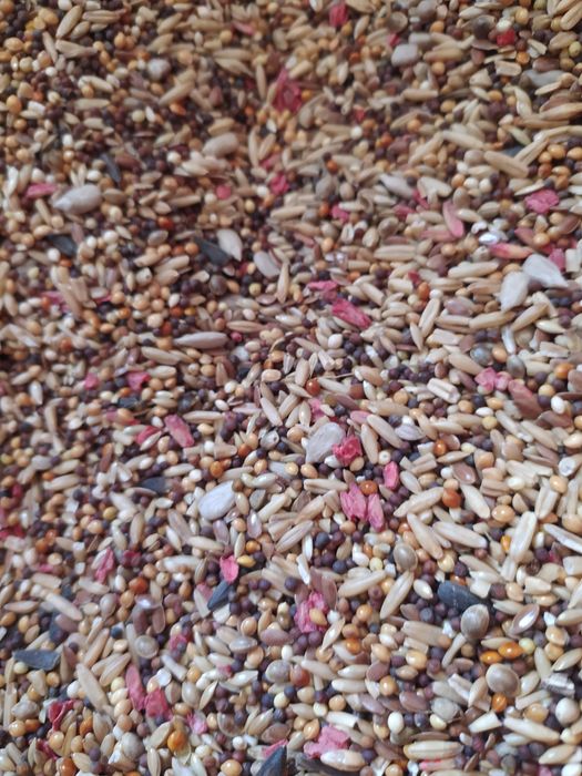 Корм и аксессуары