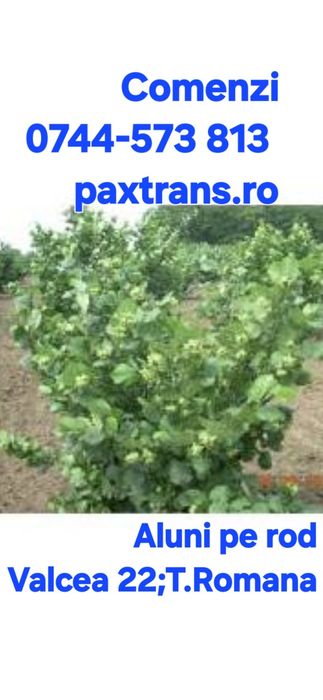 Livram RO Nuci Chandler Fernet Ciresi intensivi pe Gisella Visin Prun Meri Peri Cais Piersic  Alun Migdal  Mosmon Paulownia Aronia Coacaz  Nectarin