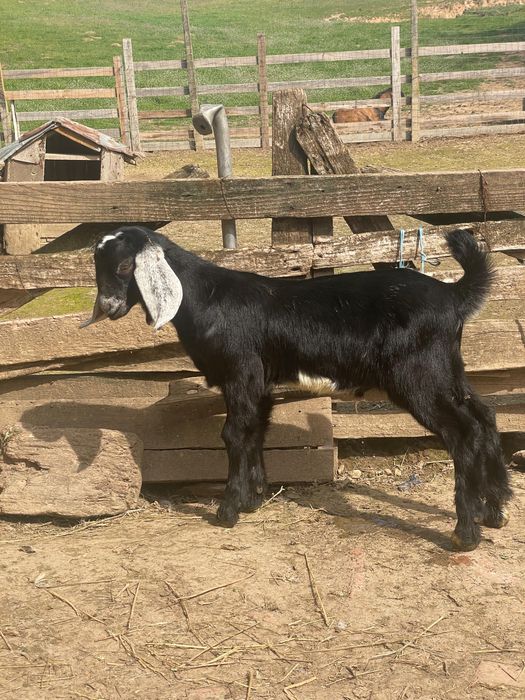 De vanzare tap tanar anglo nubian