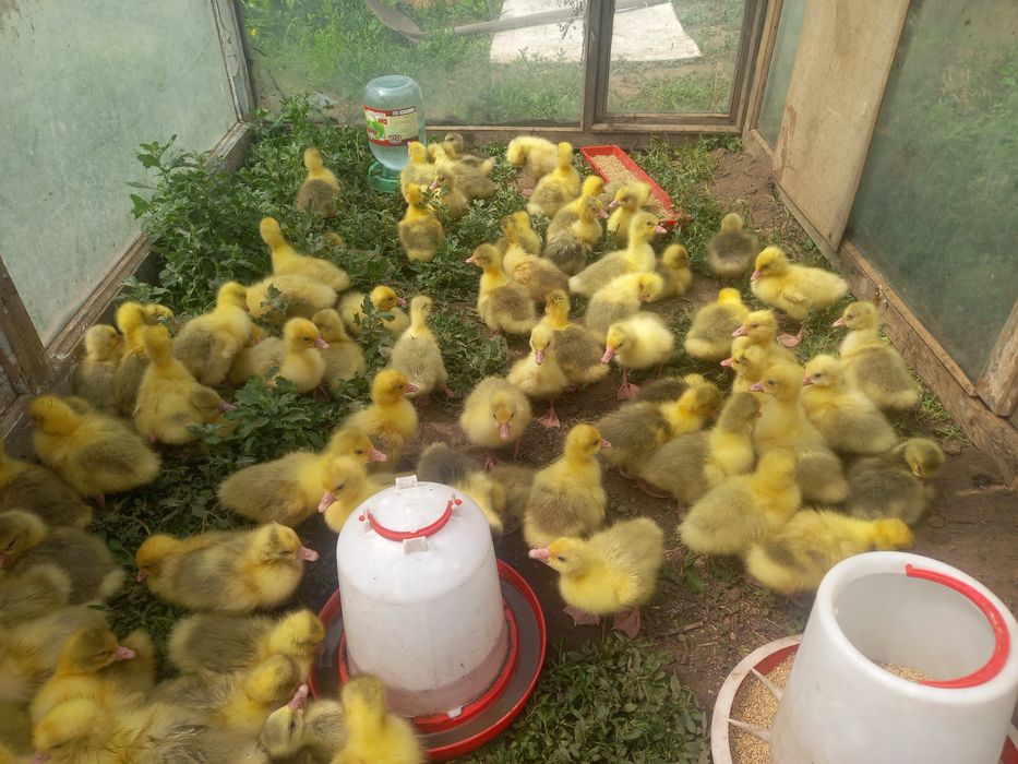 Продам гусят недельные и 10 дней