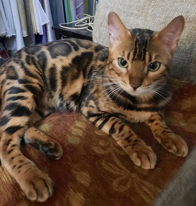 Молодая бенгальская кошка.