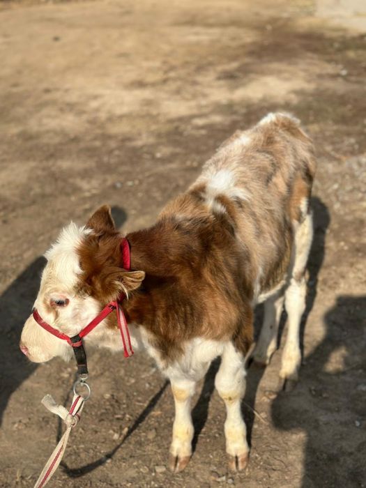 Сүтті бұзаулы сиыр