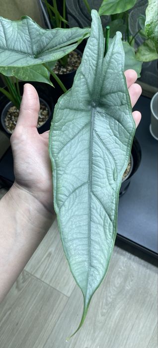 Алоказия Heterophylla Dragon's